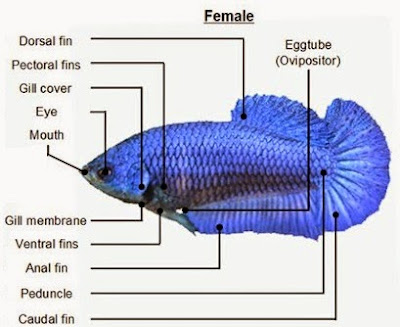 perbedaan jenis kelamin ikan cupang jantan dan betina
